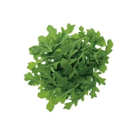 ARUGULA