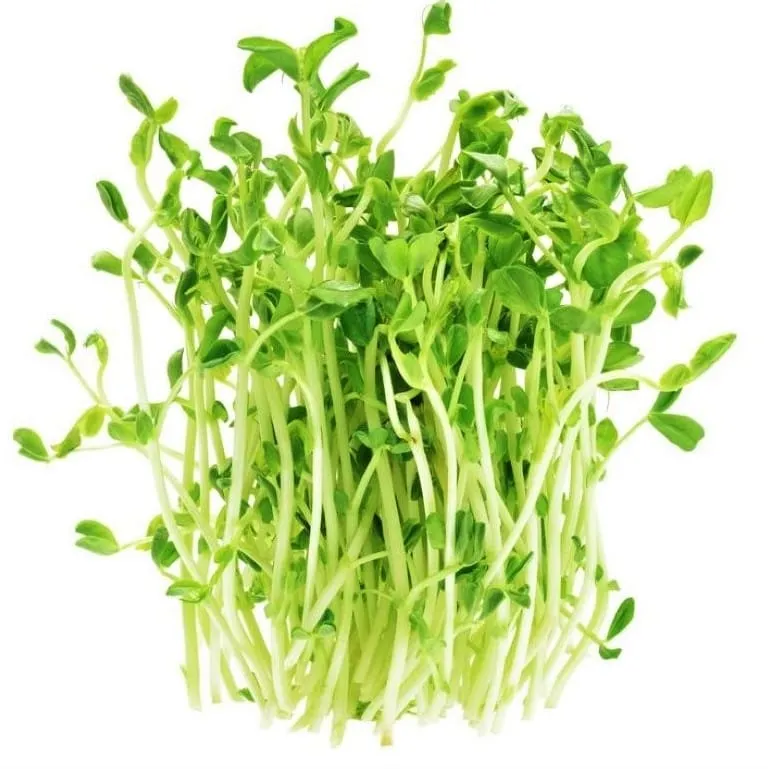 BROTE MICROGREEN