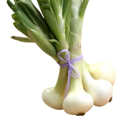 CEBOLLITA CAMBRAY