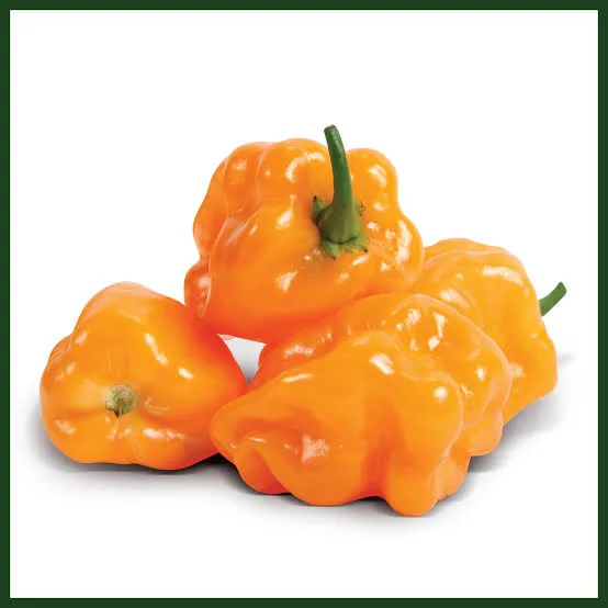 [40] CHILE HABANERO
