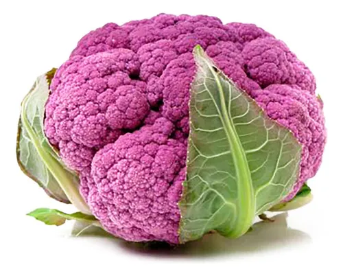 COLIFLOR MORADA