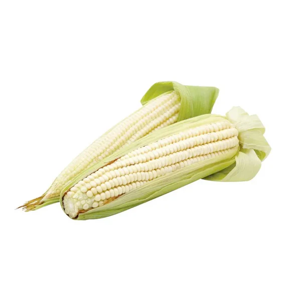 ELOTE