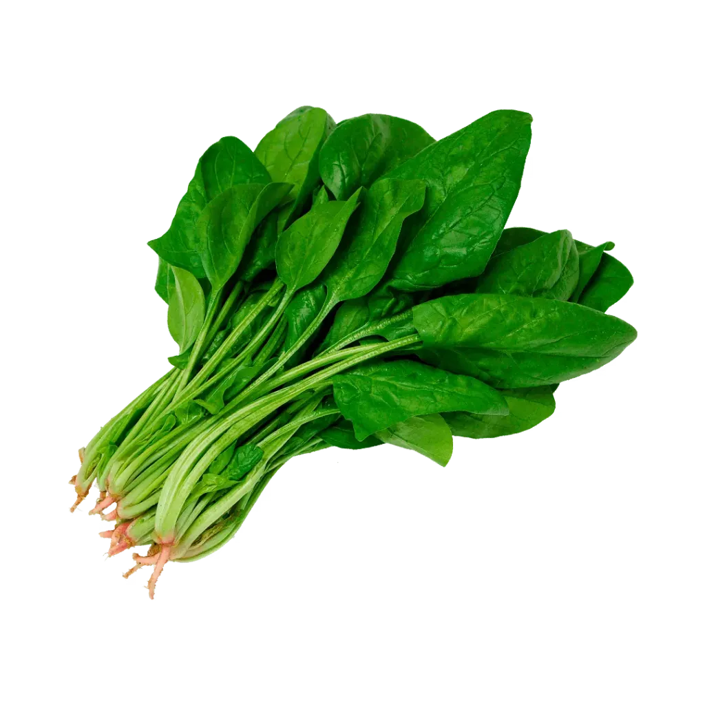 ESPINACA