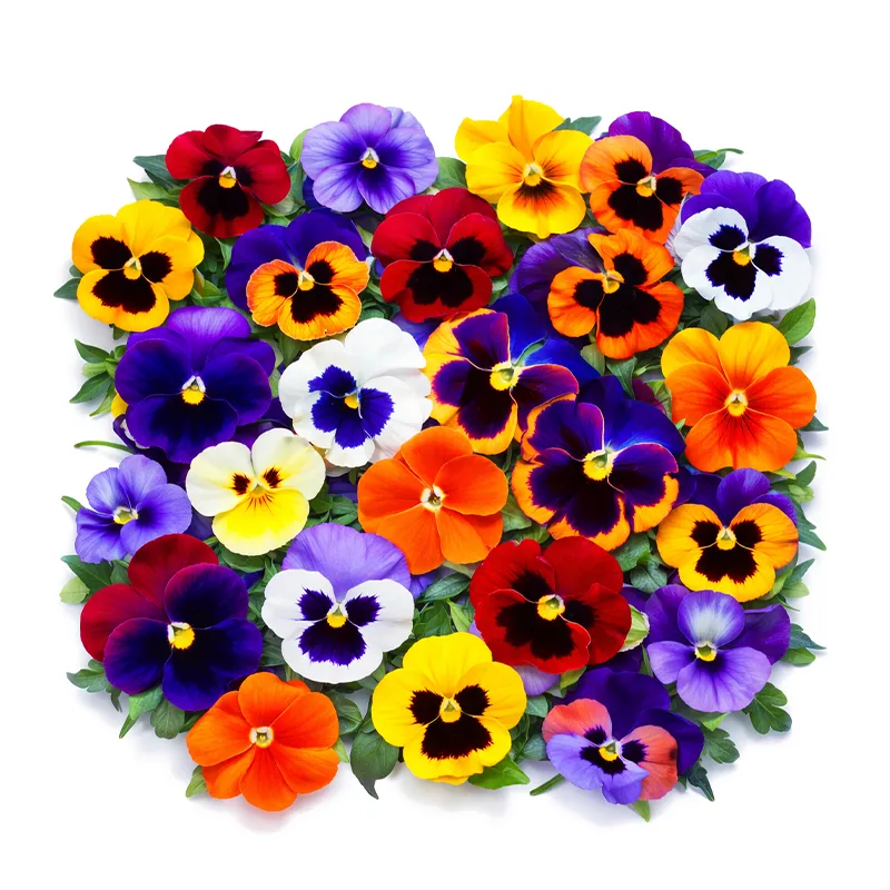 [249] FLORES COMESTIBLES