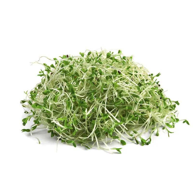 GERMINADO DE ALFALFA