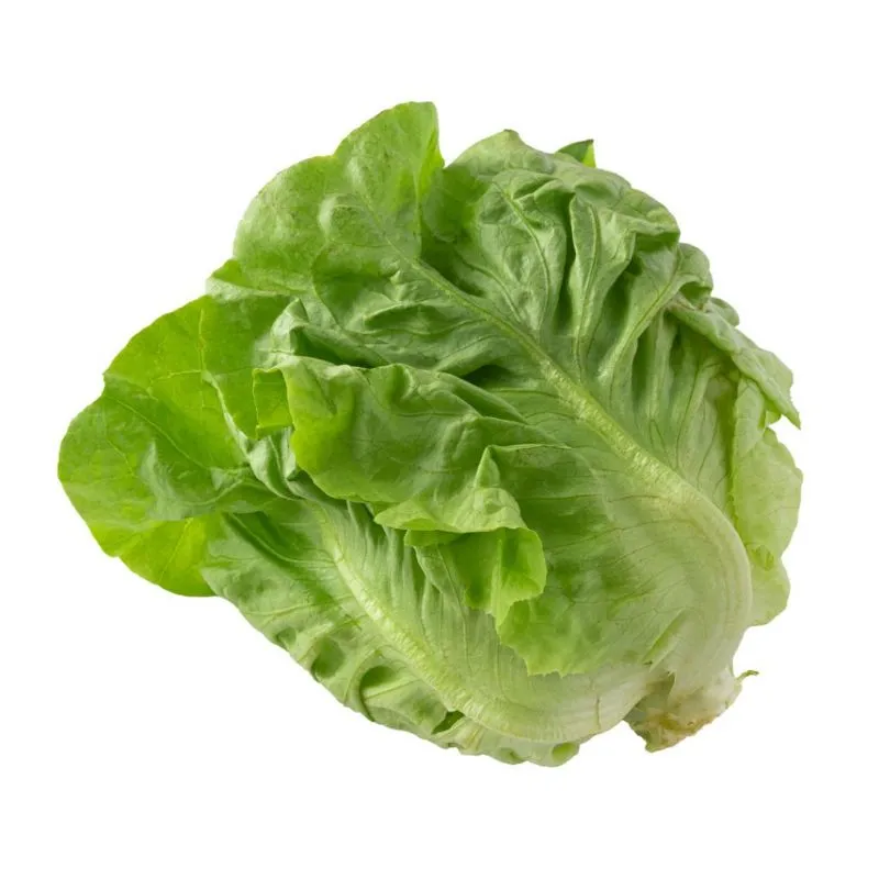 LECHUGA FRANCESA