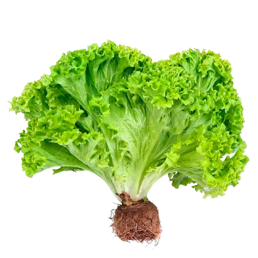 LECHUGA HIDROPONICA