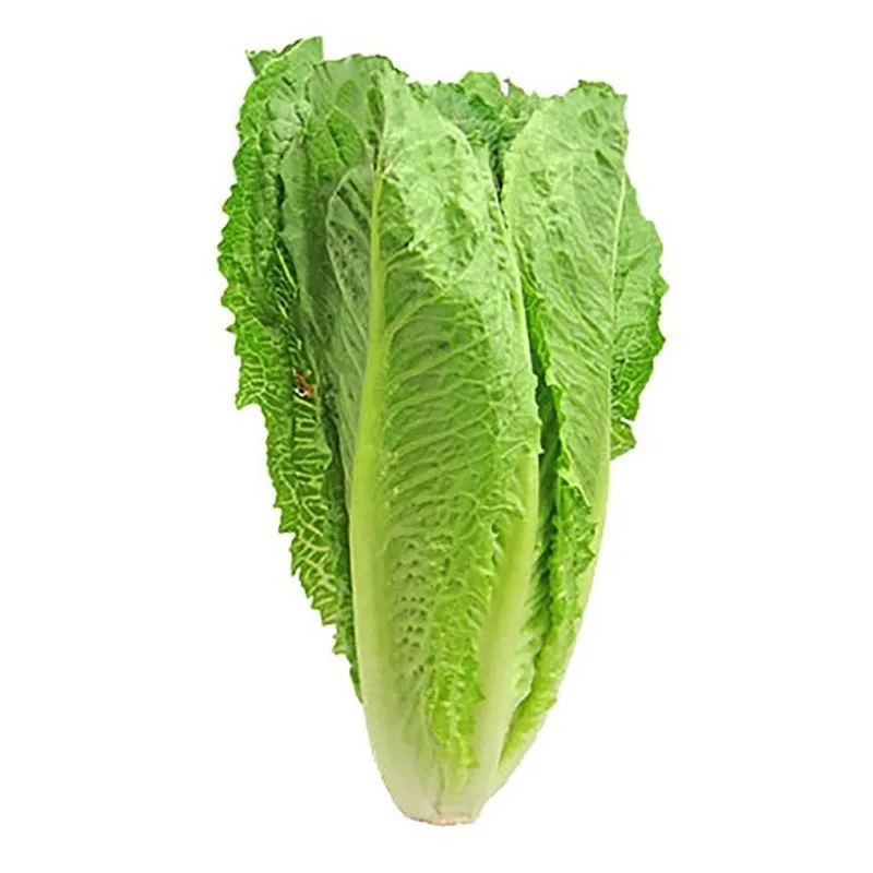 LECHUGA LARGA PUEBLA
