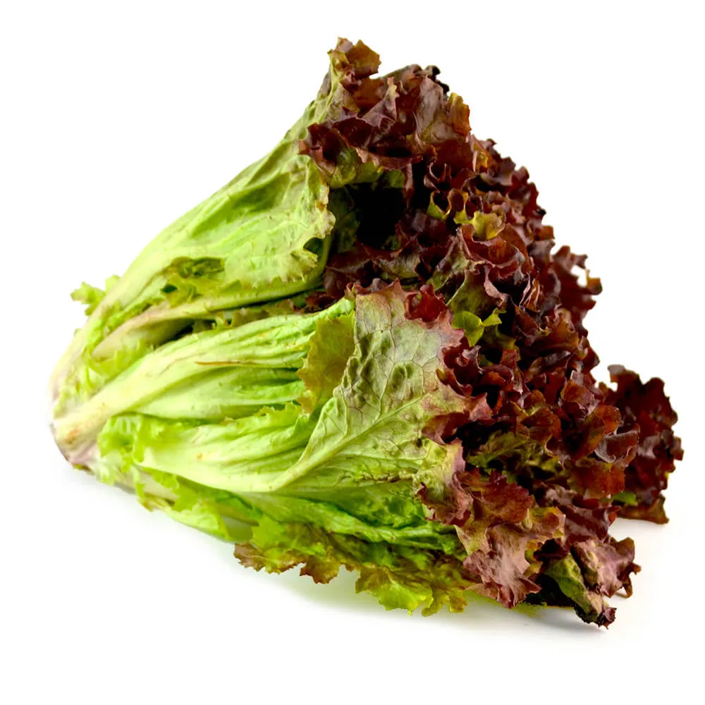 LECHUGA SANGRIA