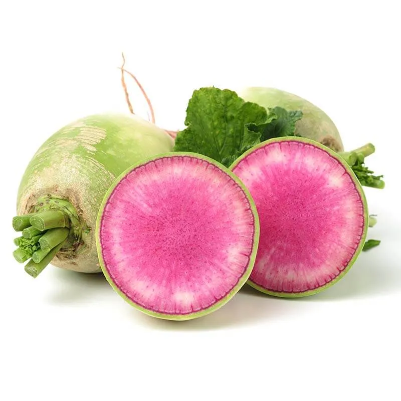 [167] RABANO SANDIA