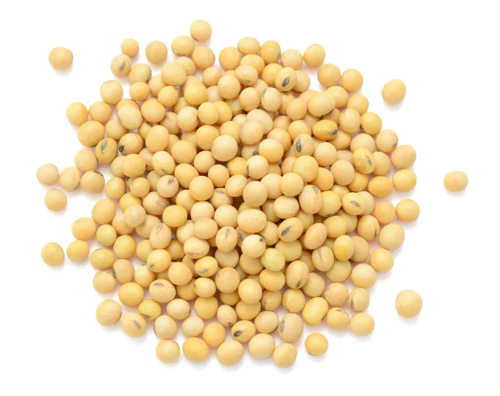 [252] SOYA